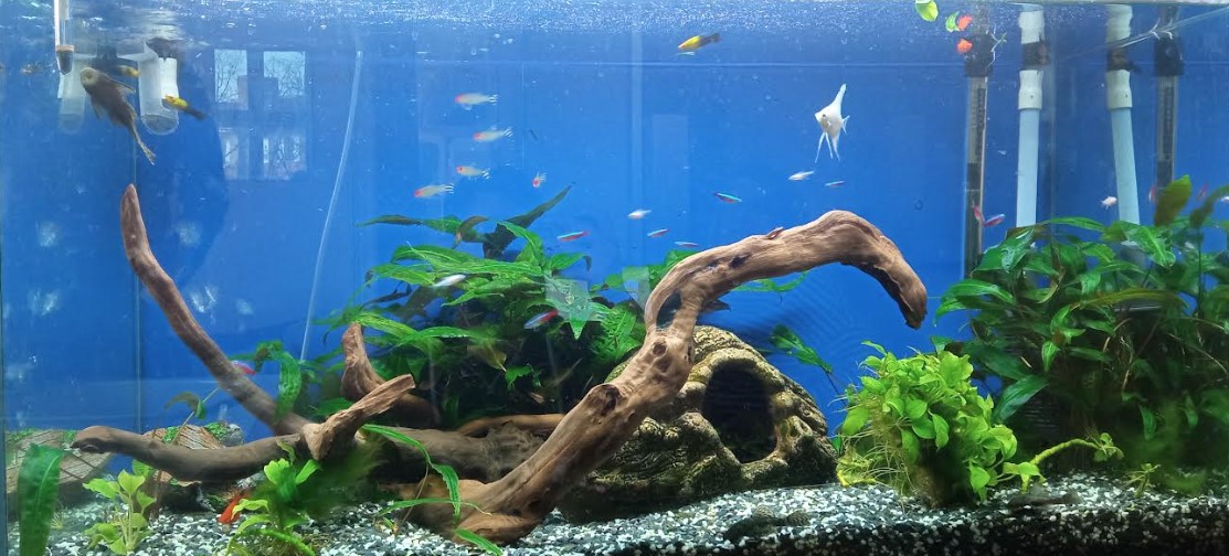 Školské akvárium získalo novú podobu